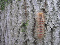 رتبه‌ی نخست کرمانشاه در مدیریت تلفیقی آفات